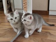 BKH Kitten reinrassige - Bad Oldesloe