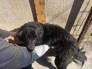 Felix, 4 Jahre, Setter, sucht Zuhause - Schwalmtal (Nordrhein-Westfalen)