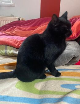 Noch 1 junge Hauskatze, sucht ein neues zu Hause - Drei Gleichen