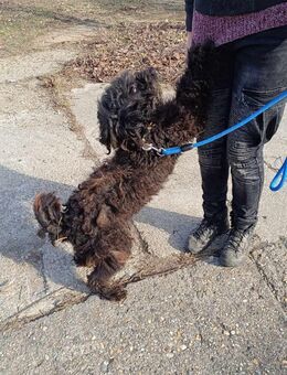 Wer verliebt sich in die liebe Koci ? - Dortmund