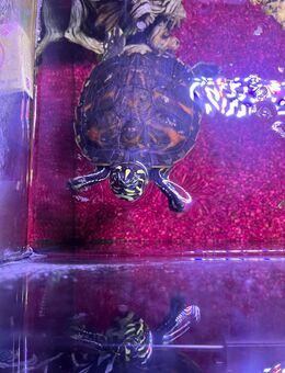 Gebe eine california rotbauch Schildkröte ab - Mühlenbecker Land