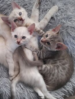 Bengal Kitten, Bengal Katzen, Katzenbabys - Essen