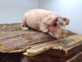 Skinny Pig Meerschweinchen Mädels in 79541