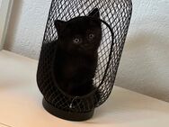 Schwarze BKH Katzenbabys Kitten - Brachbach