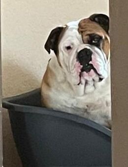 100% reinraasige Englische Bulldogge Deckrüde - Pforzheim