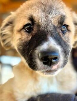 MOONIE ~ mit dem süßen Schnäuzchen - Duisburg