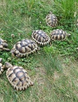 3 und 4 Jahre alte Breitrandschildkröten, Landschildkröten - Fürstenwalde (Spree)