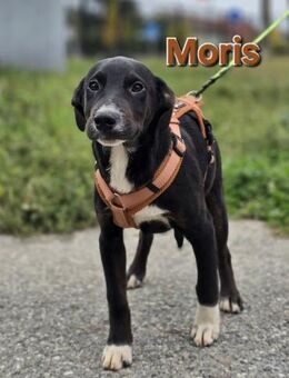 Moris ❤️ - Kissing