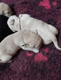 Traumhafte Labrador Welpen - Gnoien