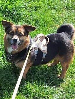 Katja, a.d.Tierschutz, 3 Jahre, ca. 30cm, sucht Happy-Home - Lawalde