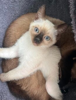 Hauskatzen /Siamkatzen - Kaufungen
