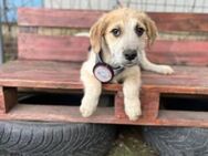 Warmes Körbchen für Otis gesucht - München