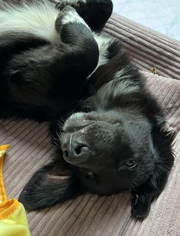 Mara - liebevolle Familienhündin - Schlitz