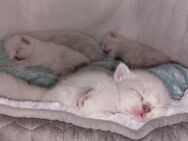 Reinrassige Britisch Kurzhaar Kitten Classic Point selten - Friesenheim (Baden-Württemberg)