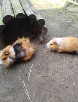 Meerschweinchen - Wittstock (Dosse)