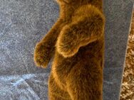Kösen Braunbär stehend, ca. 28 cm hoch mit viel Liebe zum Detail - lebensnah und faszinierend - Bochum