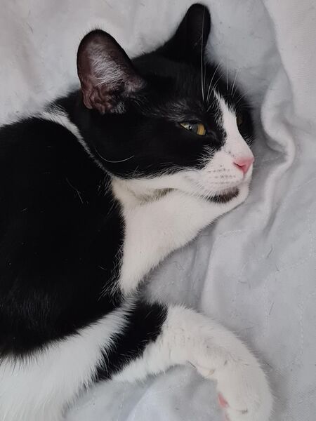 Wunderschöne katze - Düren