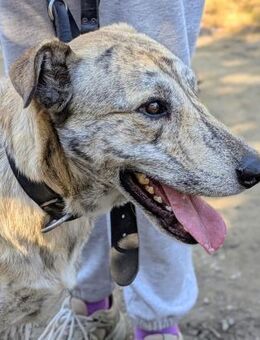 Draco wartet auf seine 2. Chance - Grevenbroich