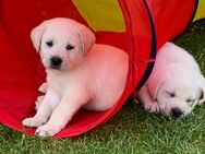 Labradorwelpen weiß/ blond - Aerzen