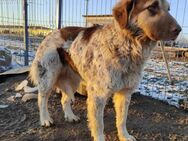 Mara - wurde Opfer von Hundefängern - Dreikirchen