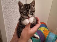 Süße BKH MIX Babykatzen . - Köln