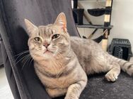 Bkh Kater sucht ein neues Zuhause - Riedstadt