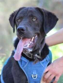 LAMBO - lieber, verspielter junger Rüde - Aerzen