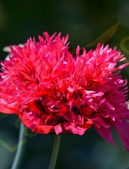 Gefüllt Roter Mohn Samen SWR Treffpunkt Mohnwiese Hummel rot Mohnpflanze selten Mohnsamen Samen Biene Blumen Mohnblumen Vatertag Saatgut garden Saatgut Samen Freunde Biene Saat Frühling Blumenwiese - Pfedelbach