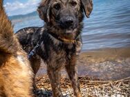 ruhiger, liebevoller Loki sucht Familie - Berlin