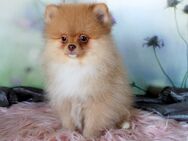 Pomeranian Welpen schöne Bärchengesichter suchen tolle Familien - Eichenzell