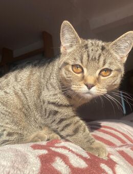 BKH Kitten: 2 Mädchen Katzen Katzenbaby sofort abholbereit - Siegburg