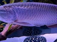 Arowana - Albstadt