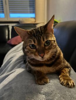 Katze / Bengal / weiblich / 4 1/2 Jahre alt - Trier