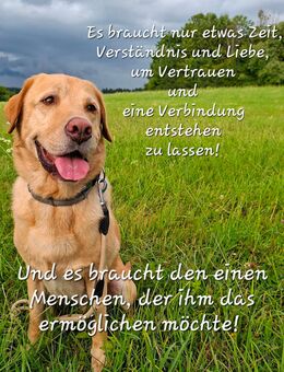 SHERLOCK sucht sein zweites Glück! - Bodnegg