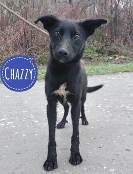 Chazzy ein trauriger Engel - Flörsheim-Dalsheim