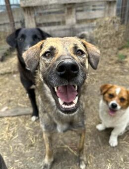 Skittles, unsere gestromte Schönheit 🐾 - Elsdorf (Nordrhein-Westfalen)
