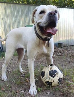 White-DG, süße Schnute sucht Sofa! - Neustadt (Rübenberge)