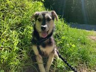 Buddy sucht sein Zuhause - Tagmersheim
