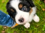 Australian Shepherd Welpen (Standard Showlinie) - Kleinbundenbach