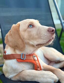 Labrador Welpe Rüde Weiß Champagner beige - Viersen