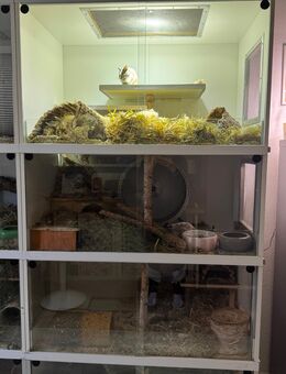 3 Degu Weibchen - zusätzlich mit großem Käfig - Berlin