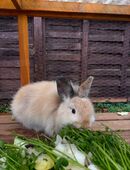 Verkaufe Angora mix Kaninchen in 14913