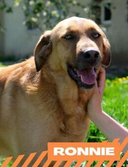 Ronnie - lebensfroher Rüde - Berlin