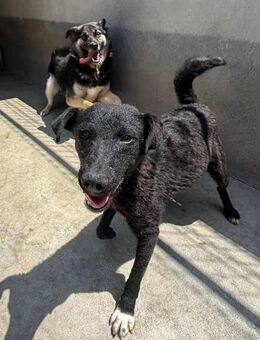 Daily sucht ein zu Hause :-) - Ludwigshafen (Rhein)