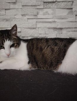 Kater und Katze abzugeben - Hamburg