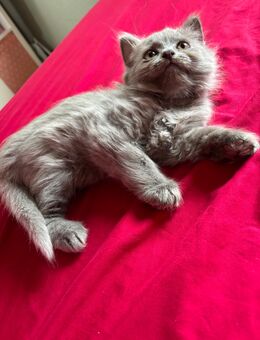 BKH Katze - Düsseldorf