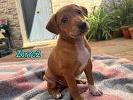 Zorro2 kl.Welpe sucht seine Familie 2/25 - Ruppertsecken