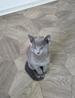 Reinrassige Russisch Blau Kitten - Elsfleth Zentrum