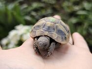 Griechische Landschildkröten abzugeben - Biberach (Riß)
