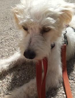 Millin arme weiße Socke - Jade